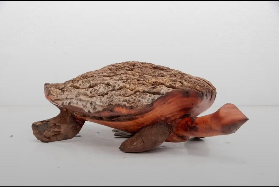 Medium tortoise (T002)