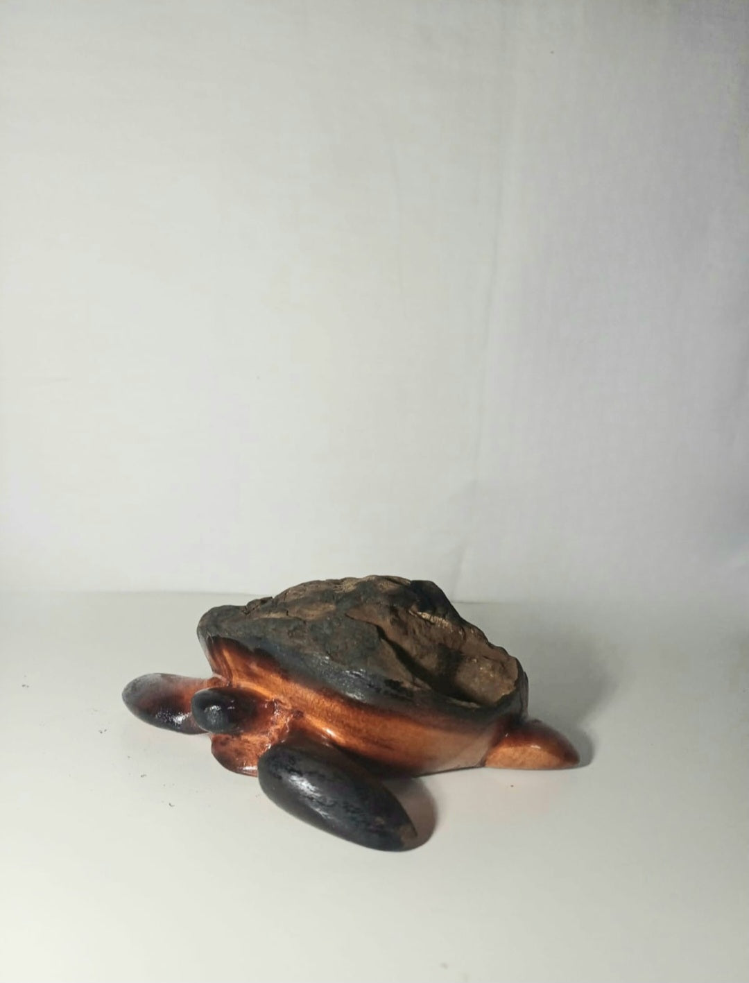 Turtle (002)